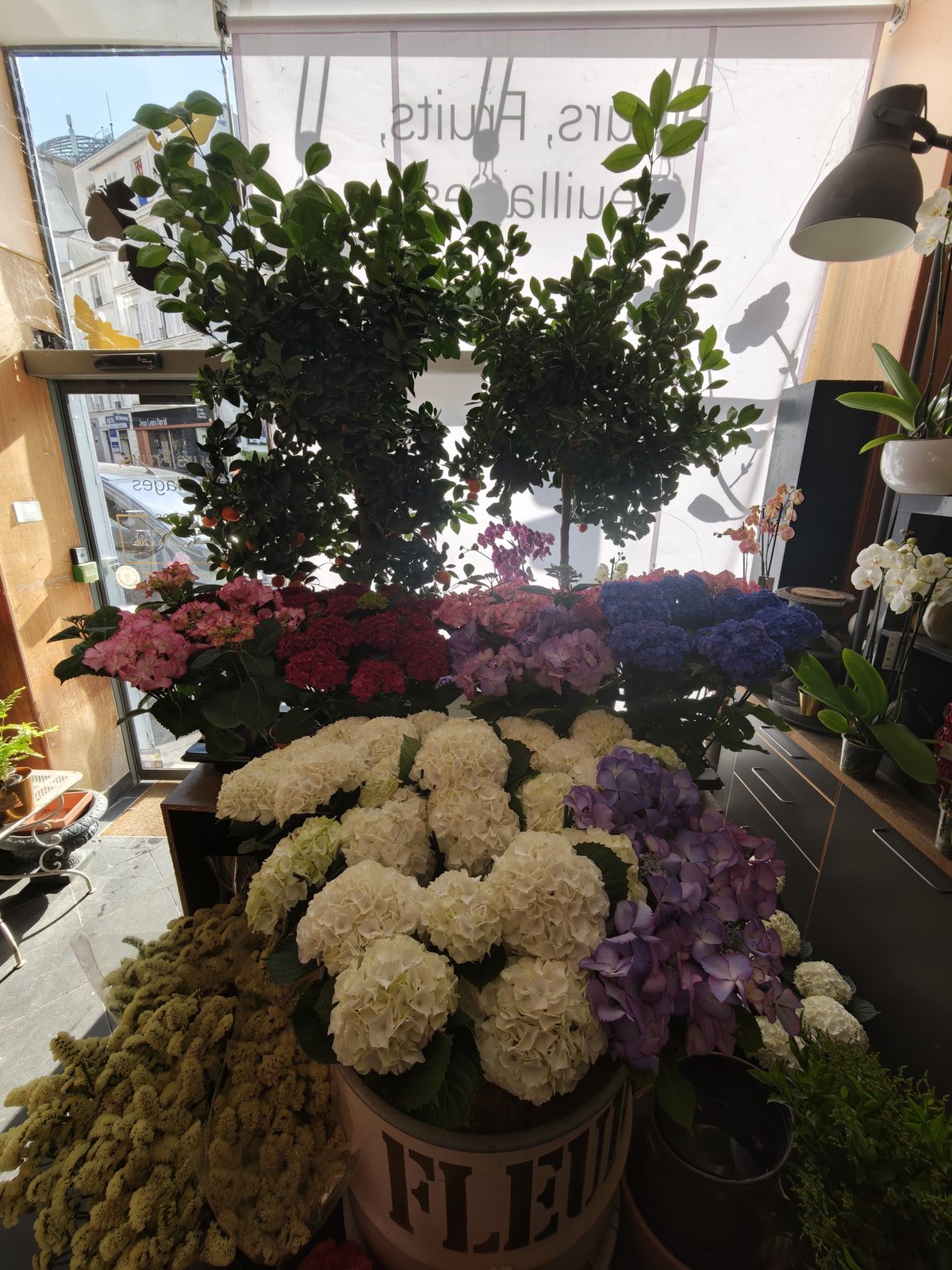 Hortensias blancs, roses et bleus à l’entrée de la boutique