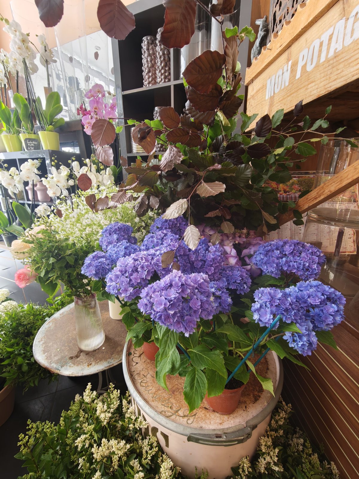 Hortensia bleu en pot