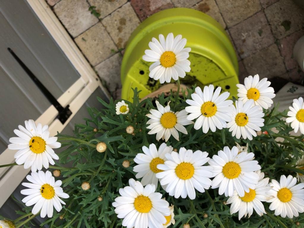 Marguerites en pot